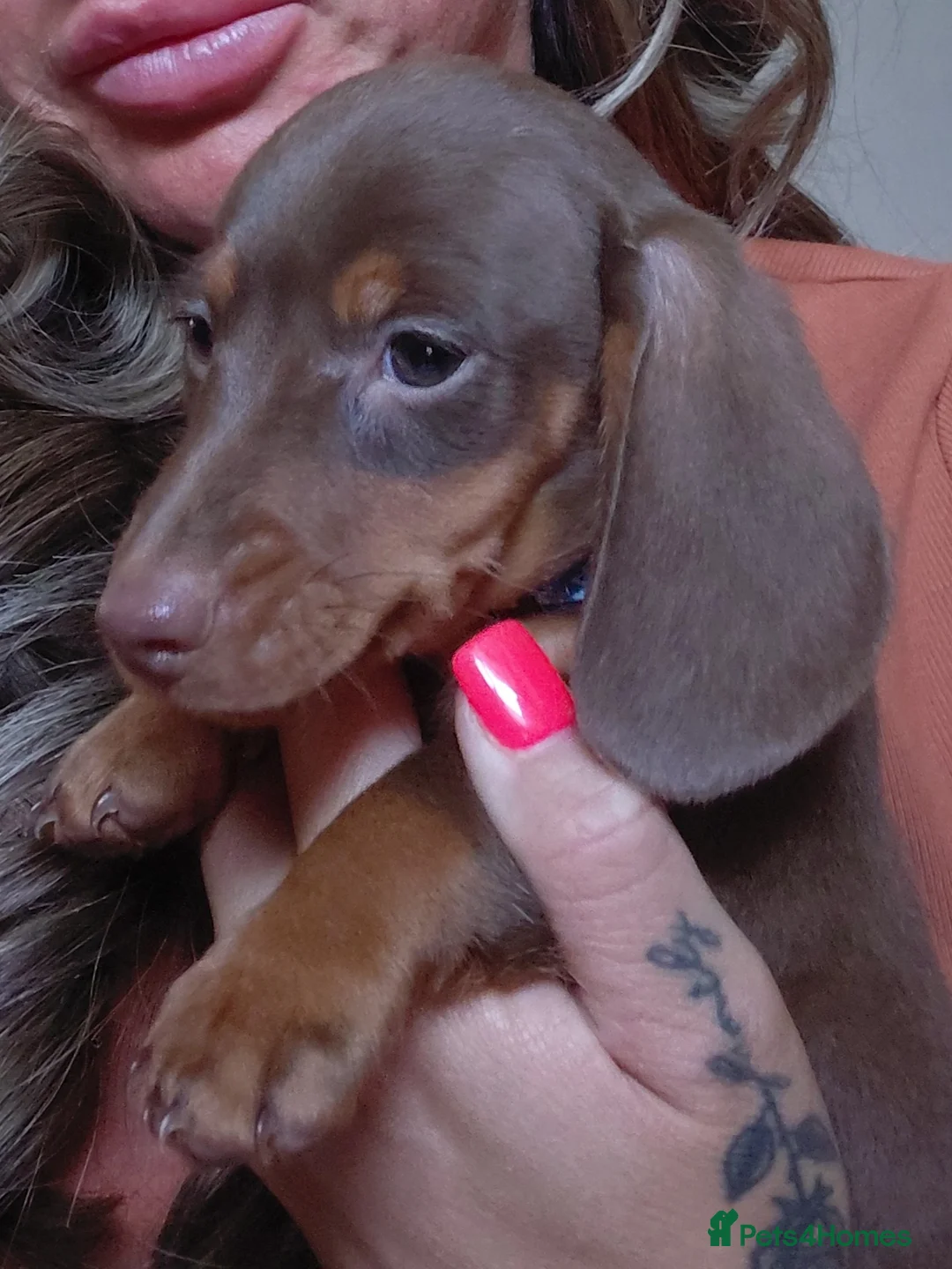 Dachshund dogs for sale: Miniature dashund puppy's  - Advert 1