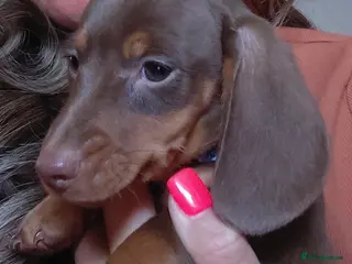 Dachshund dogs Miniature dashund puppy's - Advert 1