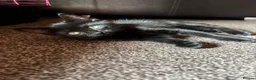 Mixed Breed cats for sale: Kittens for sale  in Thetford - Advert 4