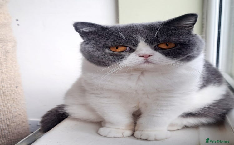 British Shorthair cats - Advert 18