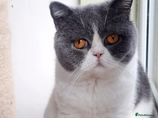 British Shorthair cats - Advert 15