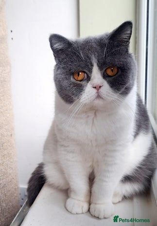 British Shorthair cats - Advert 16