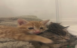 Bengal cats for sale: 🧡🖤Cinnamon & Smokey bengals🖤🧡 - Image 10