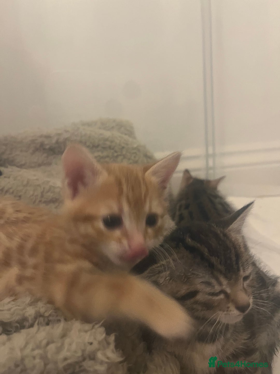 Bengal cats for sale: 🧡🖤Cinnamon & Smokey bengals🖤🧡 - Image 10