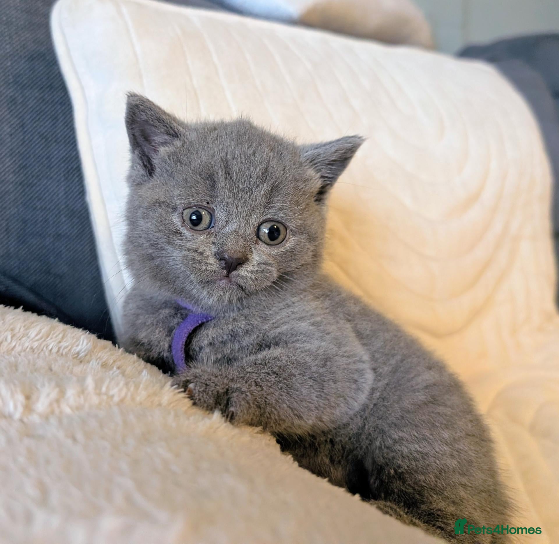 British Shorthair cats ❤️❤️Stunning GCCF Beautiful BSH kittens ❤️❤️  - Advert 2