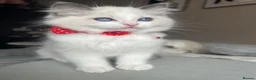 Ragdoll cats for sale: Registered Ragdoll kittens for sale - Advert 3