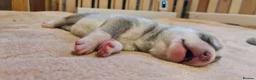 Siberian Husky dogs for sale: Well Socialised Home Raised Husky Puppies in Lincoln - Advert 17