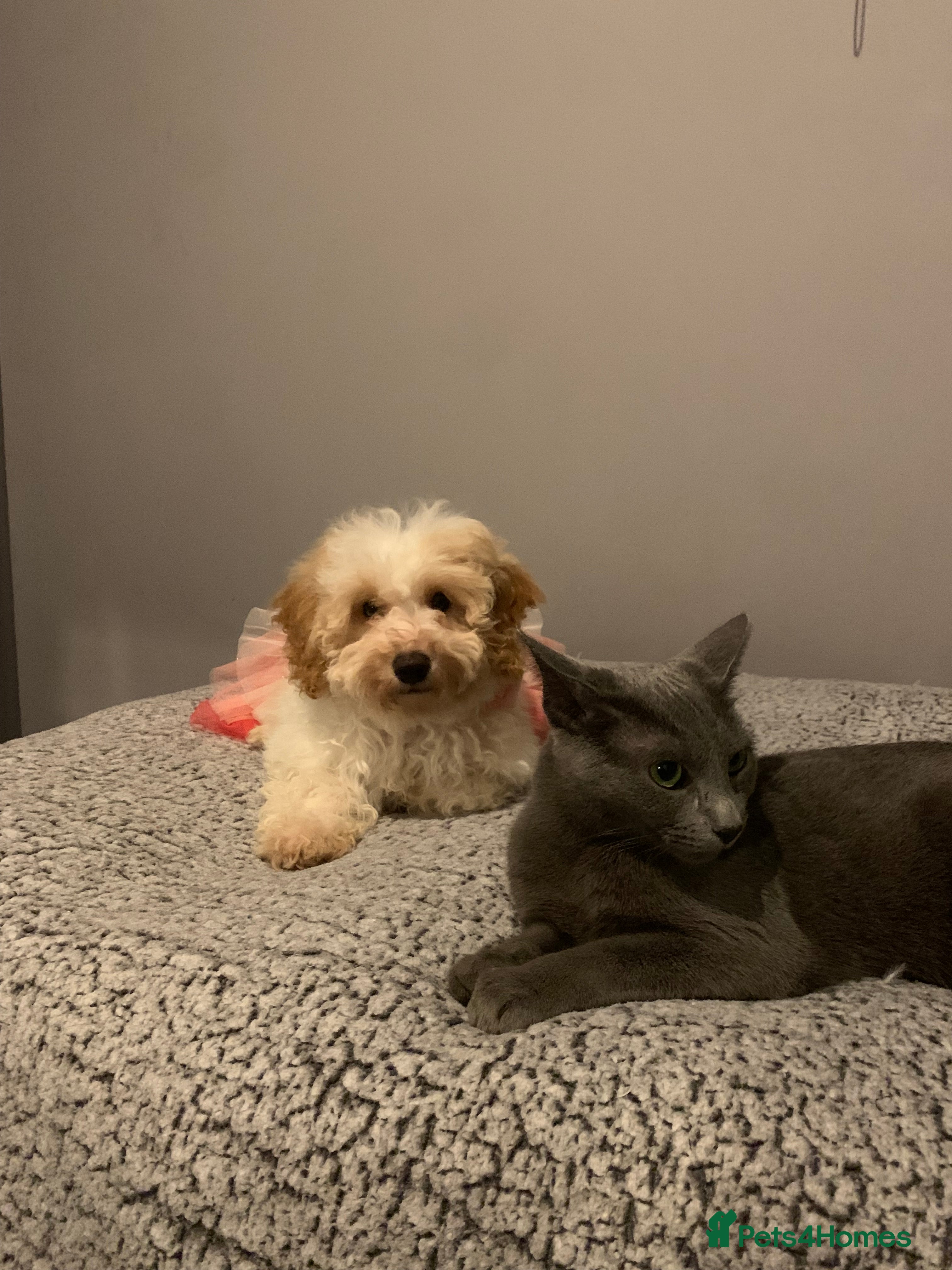 Cavapoo dogs Beautiful F2 cavapoo girl - Advert 7