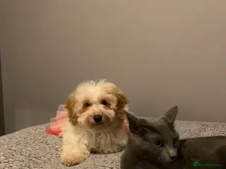 Cavapoo dogs Beautiful F2 cavapoo girl - Advert 7