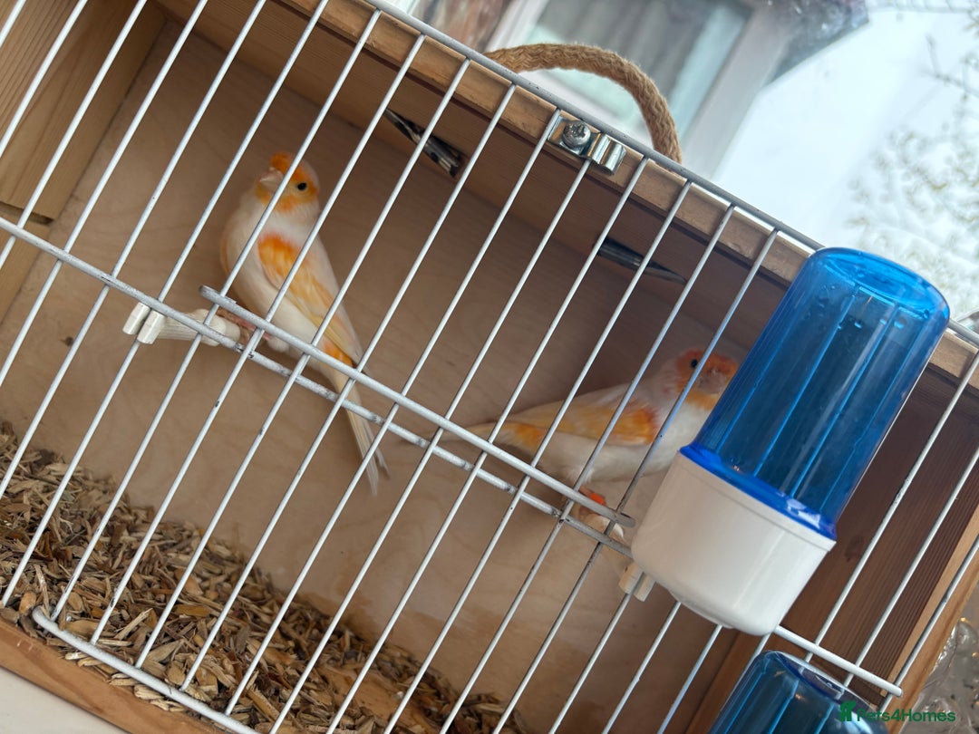 Canaries birds for sale: 2 orange and white canaries  - Advert 3