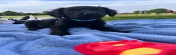 Mixed Breed dogs for sale: Koda  - Advert 4