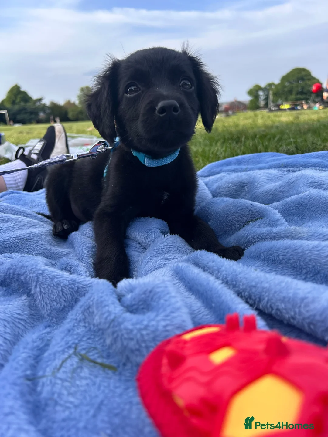 Mixed Breed dogs for sale: Koda  - Advert 4