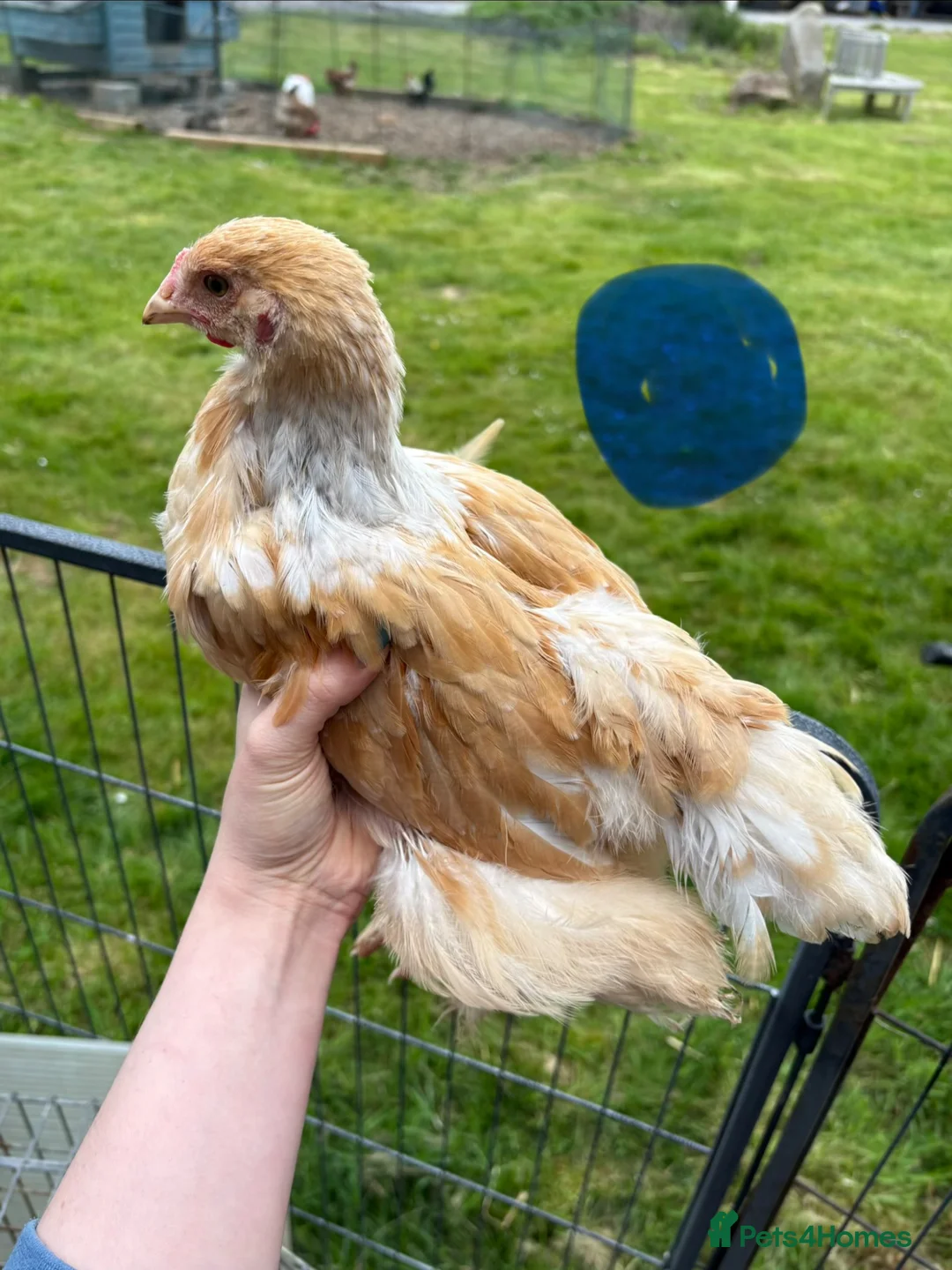Chickens poultry for sale: Large Fowl Brahma Cockerels Mixed Colours - Advert 2