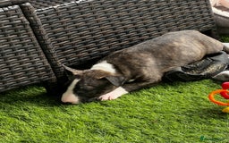 English Bull Terrier dogs for sale: Janineabullz bull terriers beautiful litter  - Image 35