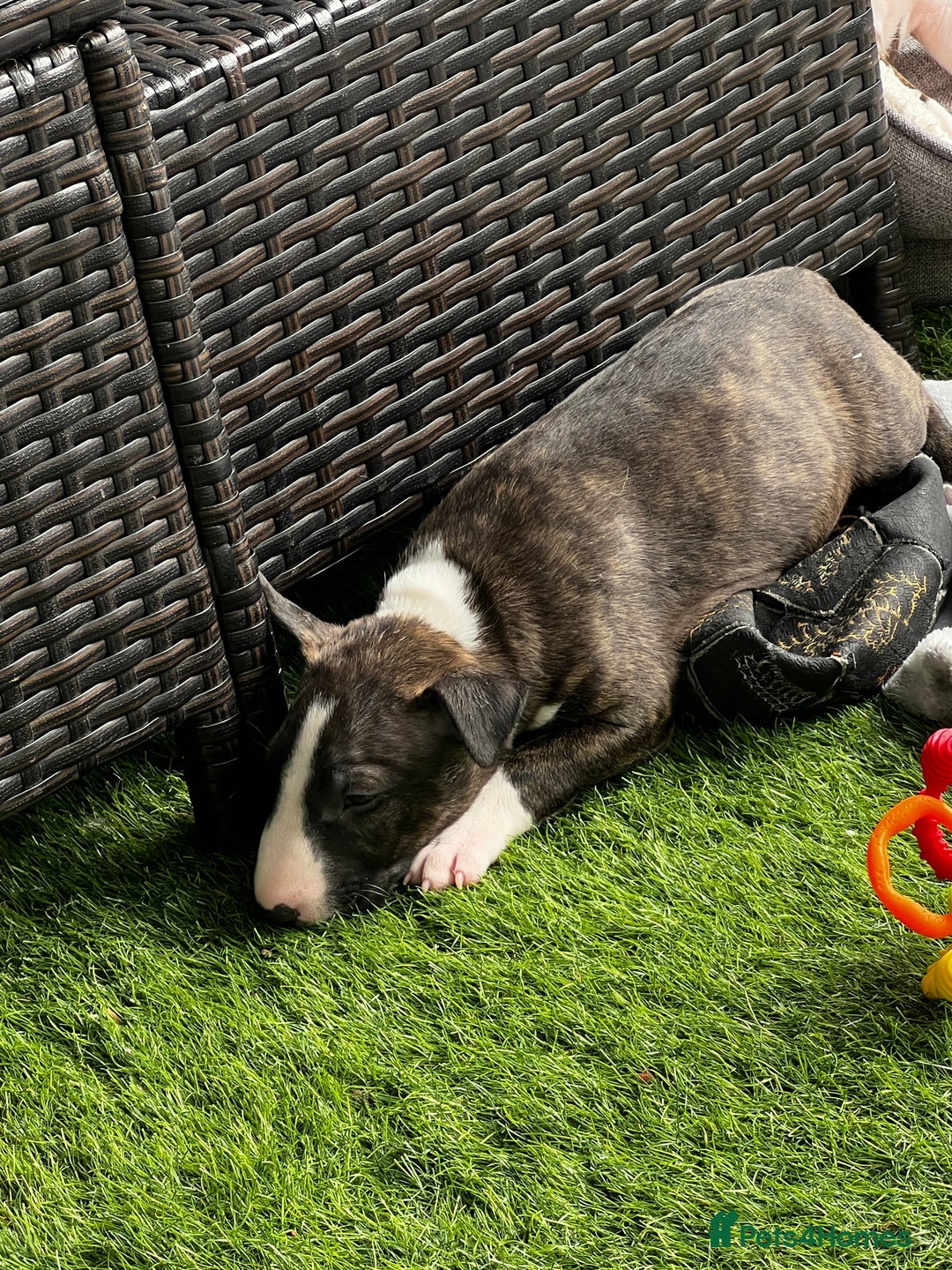 English Bull Terrier dogs for sale: Janineabullz bull terriers beautiful litter  - Image 35