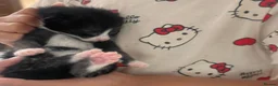 Mixed Breed cats for sale: cute kittens ready for a new home now  - Advert 22