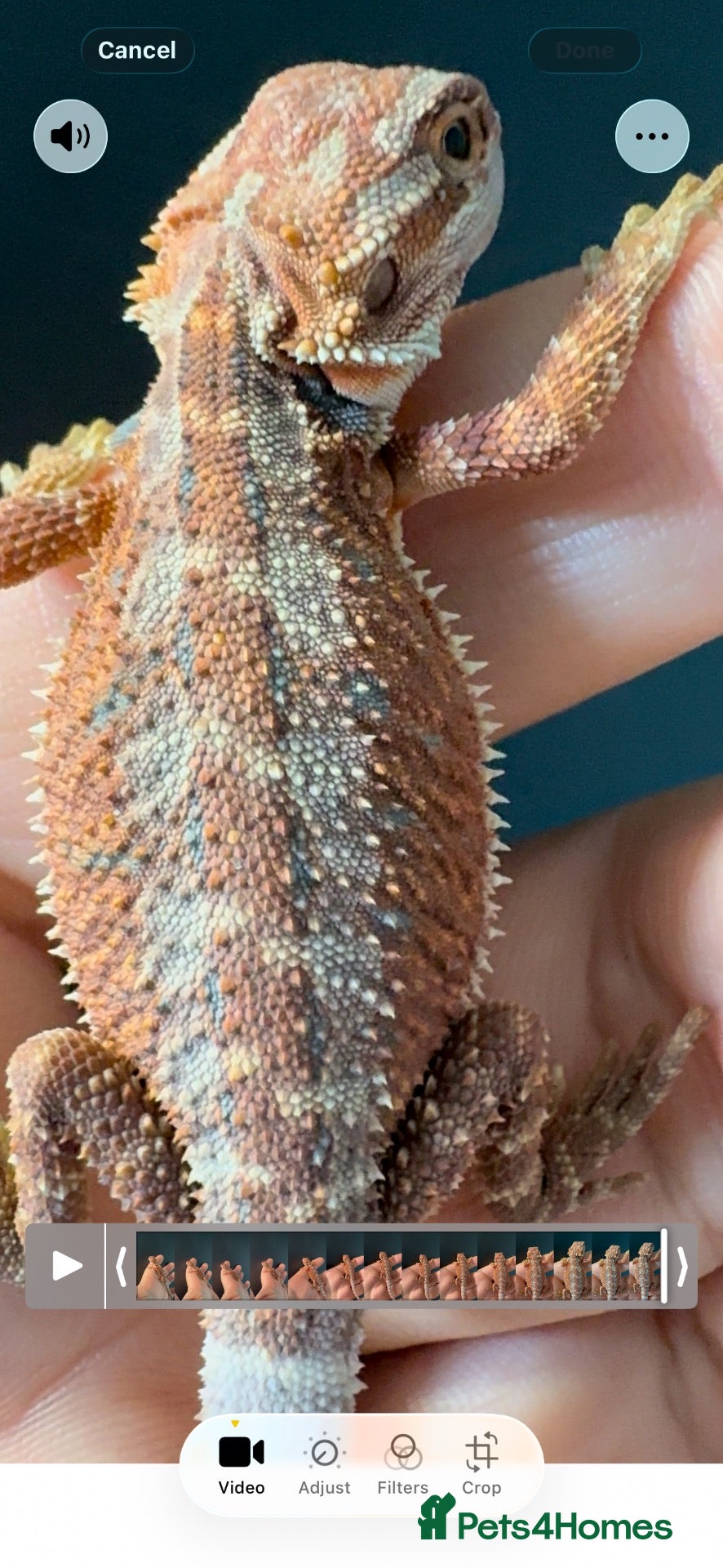 Bearded Dragon reptiles Red Monster blue bar and G stripe possible Chroma  - Advert 1