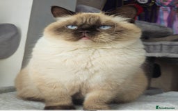 British Shorthair cats for sale: Lovely BSH Chocolate Colourpoint girl - Image 2