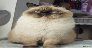 British Shorthair cats - Advert 16
