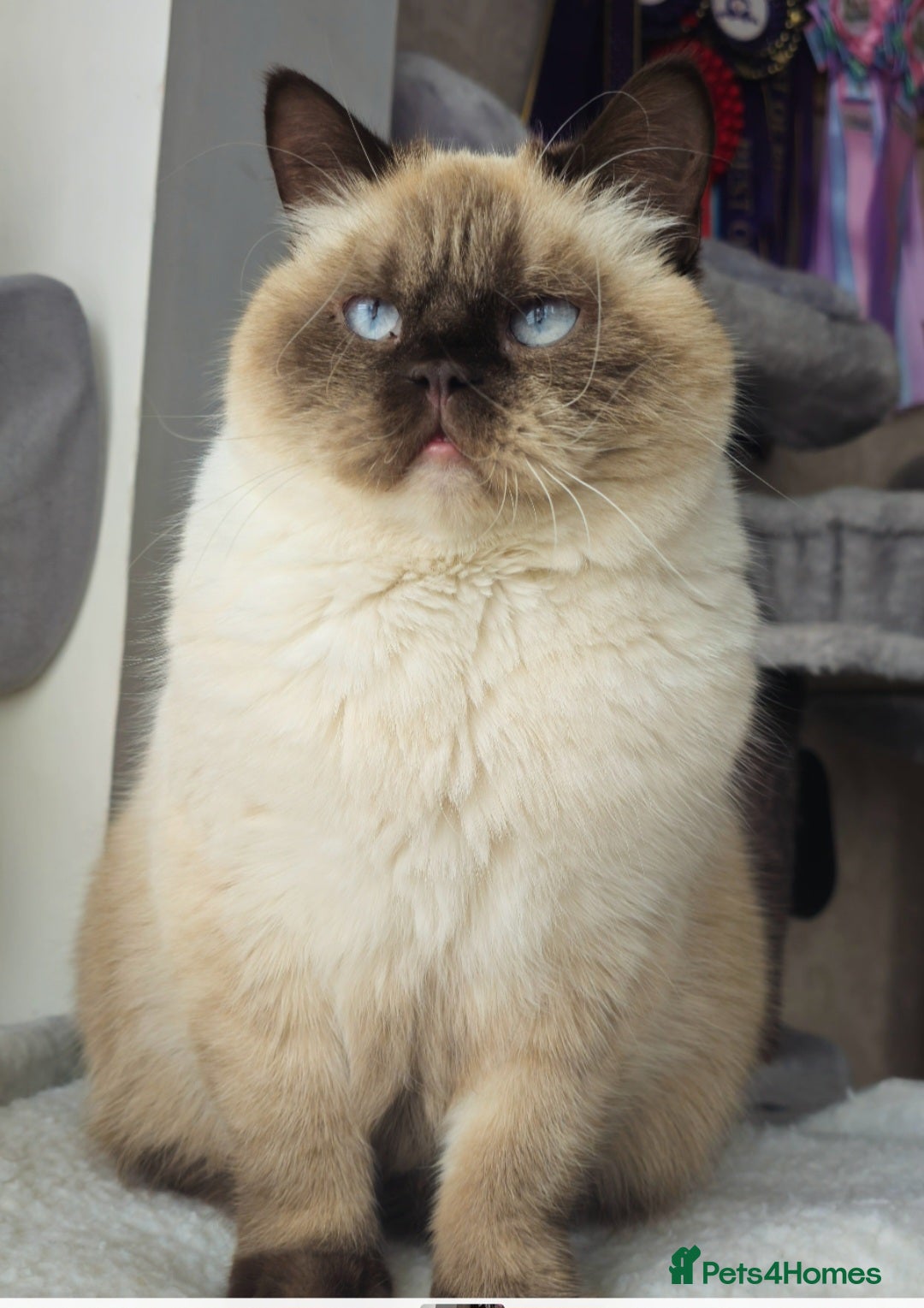 British Shorthair cats for sale: Lovely BSH Chocolate Colourpoint girl - Image 2