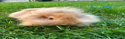 Lionhead rabbits for sale: Lionhead Rabbits for sale  - Advert 6