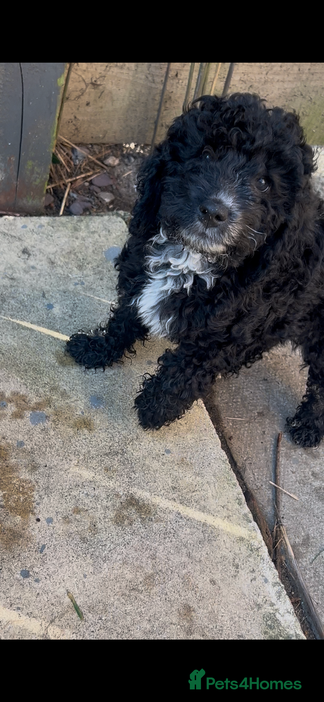 Cockapoo dogs for sale: Reduced!!! Last 2 ready now, F1B Cockapoos in Whitley Bay - Image 24