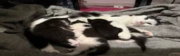 Mixed Breed cats for sale: 5 Adorable Kittens Looking for Their Forever Homes - Advert 3
