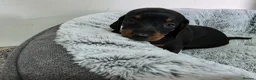 Dachshund dogs for sale: Beautiful Standard Dachshund Puppies  - Advert 18