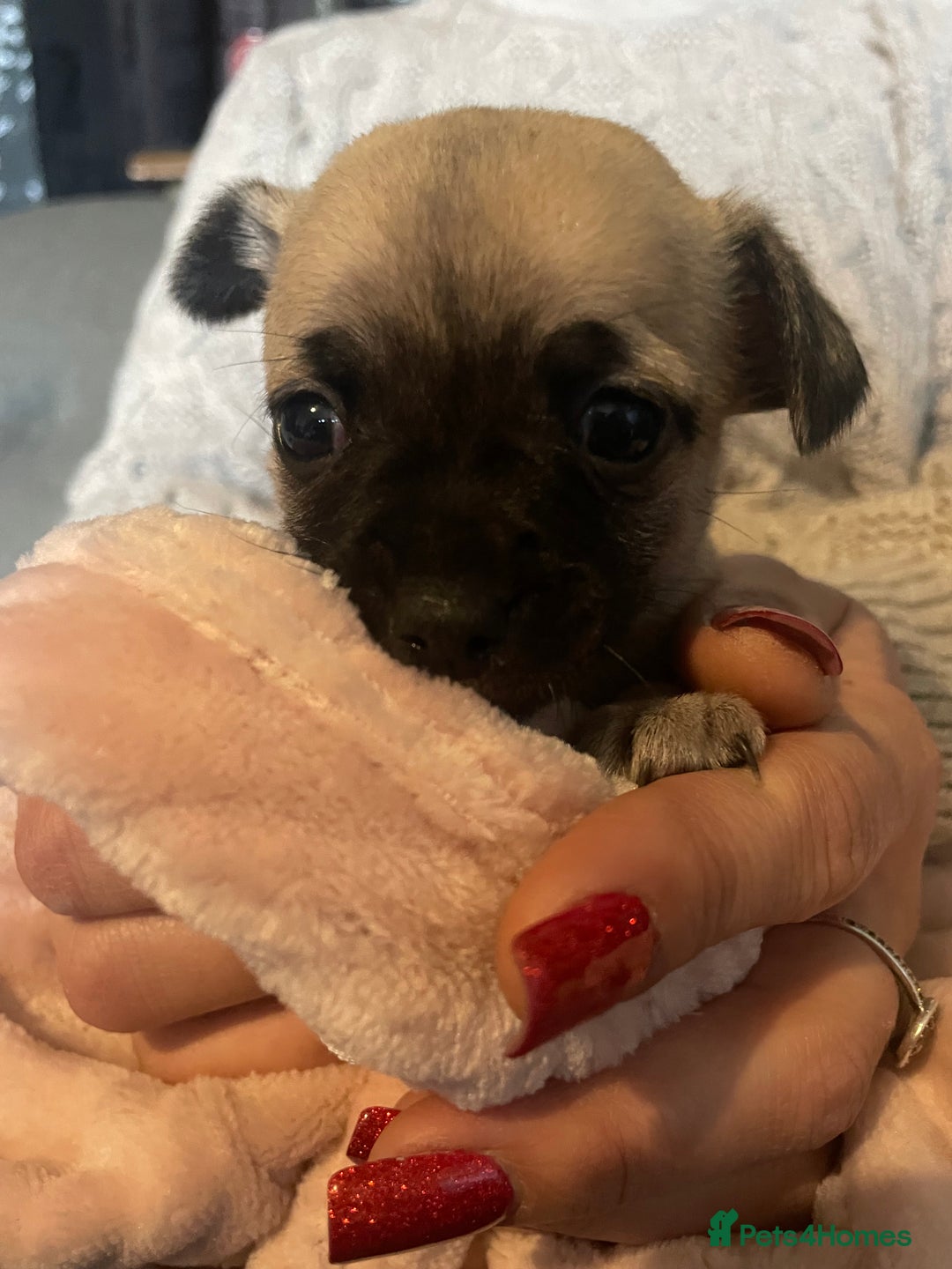 Chihuahua dogs for sale: Chihuahua puppies - Advert 9