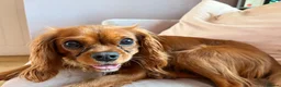 Cavalier King Charles Spaniel dogs for sale: Beautiful Ruby cavalier girl - Advert 6