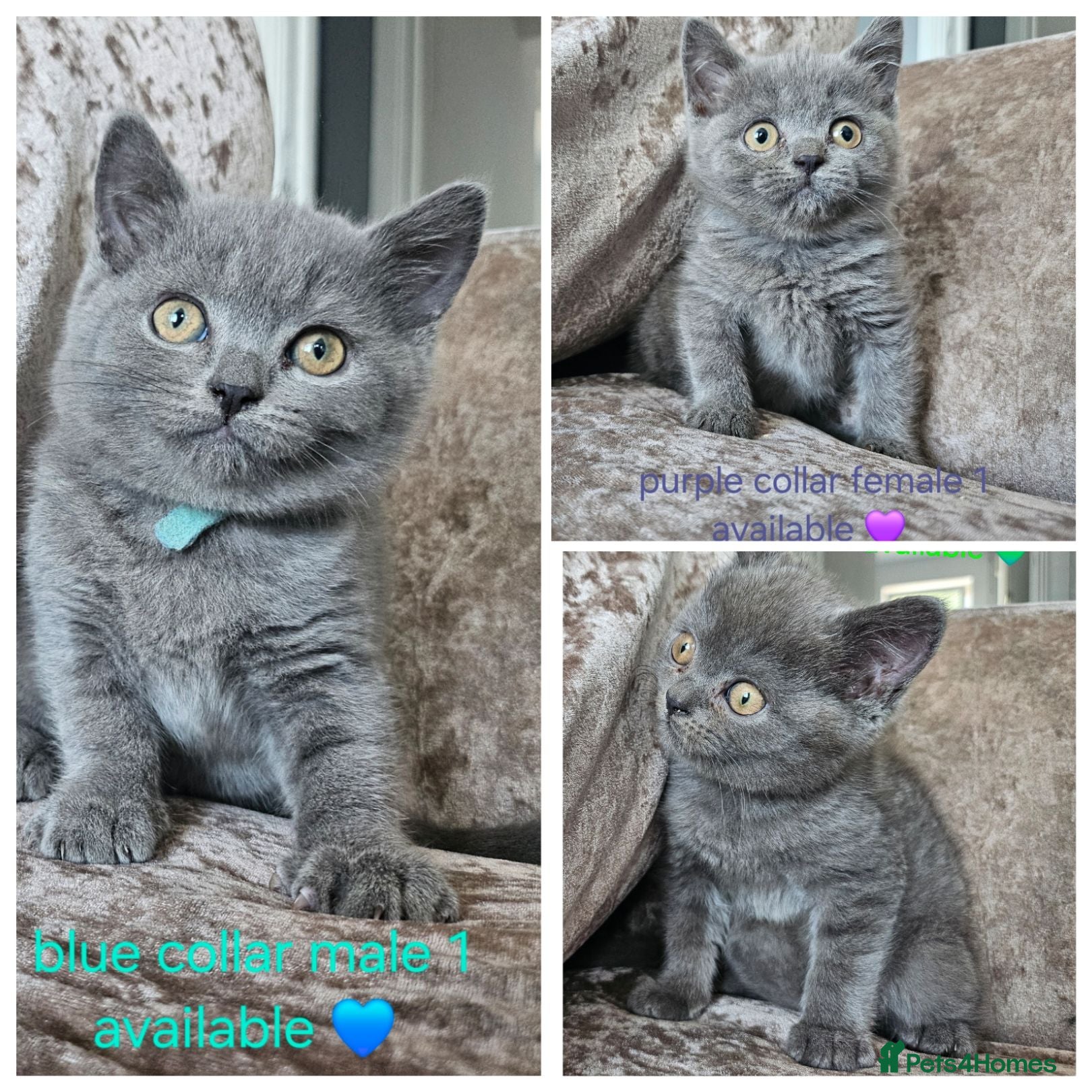British Shorthair cats British blue shorthairs LAST 3 LEFT  - Advert 14