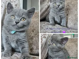 British Shorthair cats British blue shorthairs LAST 3 LEFT - Advert 14