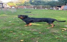 Rottweiler dogs for stud: Rottweiler Stud  in Dunstable - Image 7