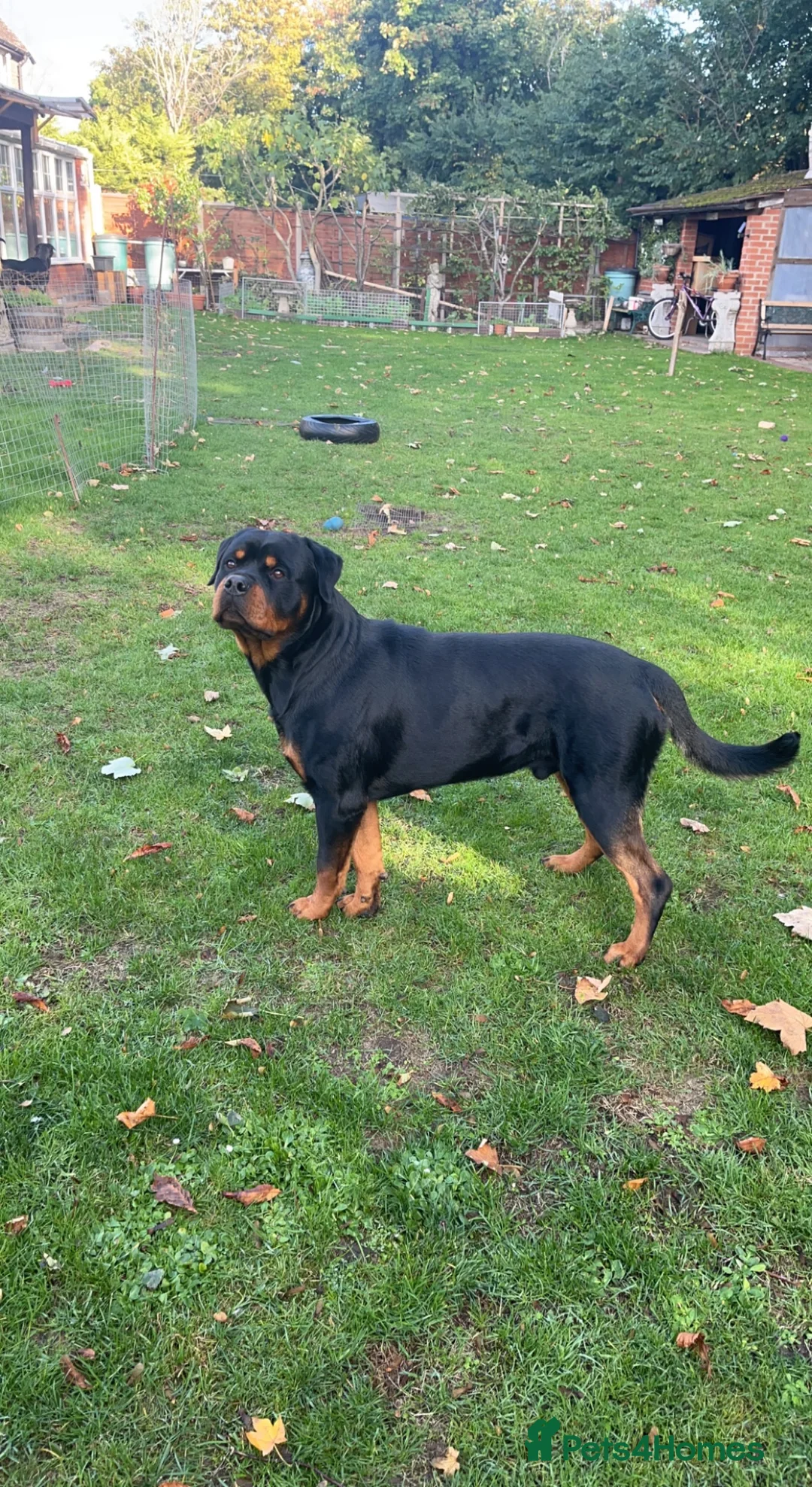 Rottweiler dogs for stud: Rottweiler Stud  in Dunstable - Advert 7