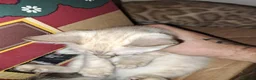 Bengal cats for sale: Snow lynx bengal kittens  - Advert 12