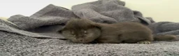 Maine Coon cats for sale: Now 2 TICA Registered Mainecoon kittens  - Advert 38