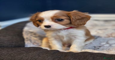 Cavalier King Charles Spaniel dogs FULLY HEALTH TESTED PARENTS KC REG CAV BOY PUPPIES - Advert 16