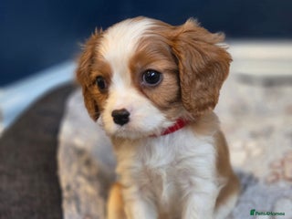 Cavalier King Charles Spaniel dogs FULLY HEALTH TESTED PARENTS KC REG MALE PUPPY - Advert 9