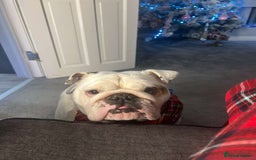 English Bulldog dogs for sale: Neil  - Image 6