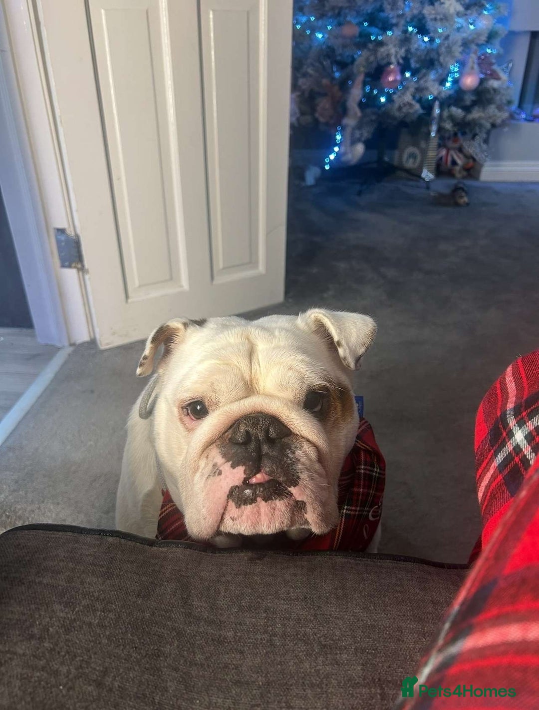 English Bulldog dogs for sale: Neil  - Image 6