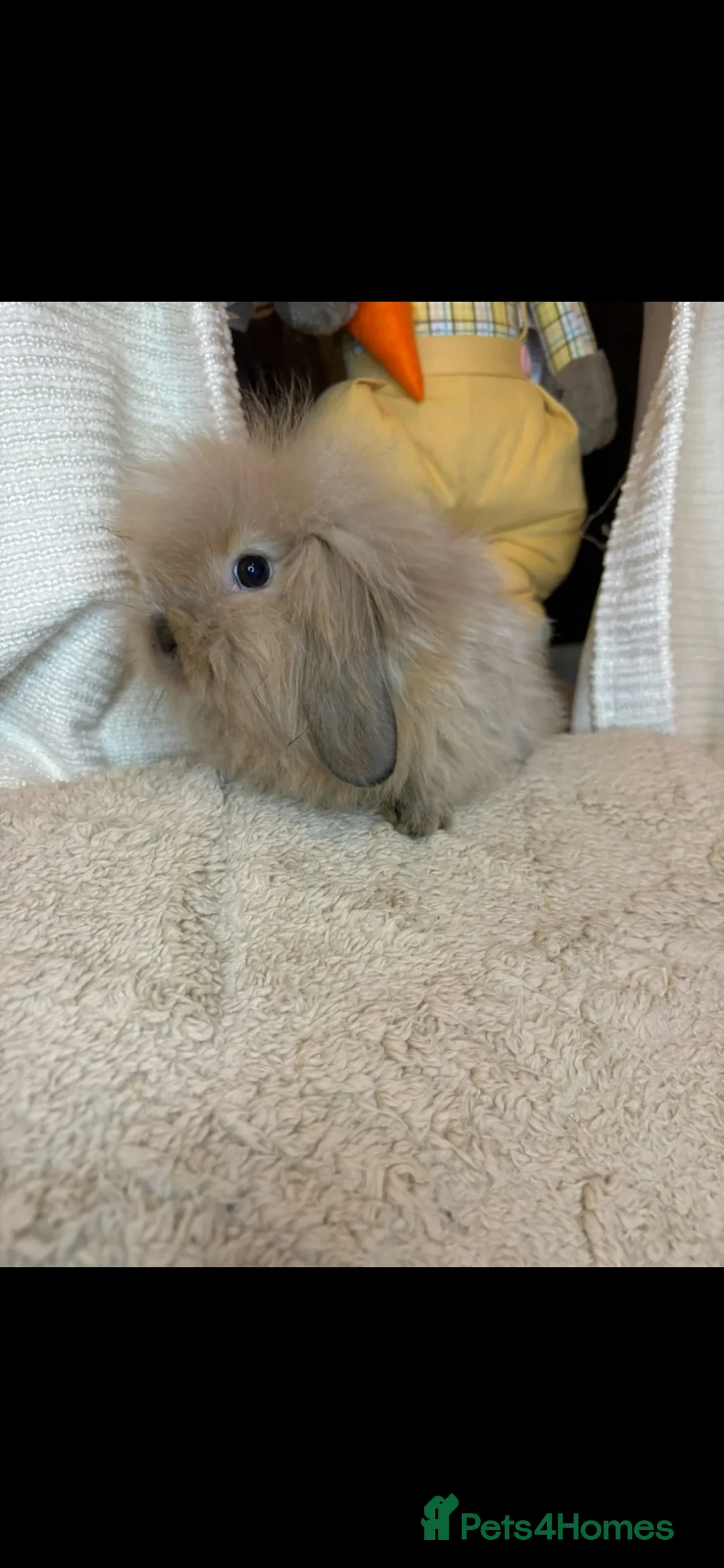 Mini Lion Lop rabbits for sale: Fluffy mini lion lop baby bunny rabbits  - Advert 20