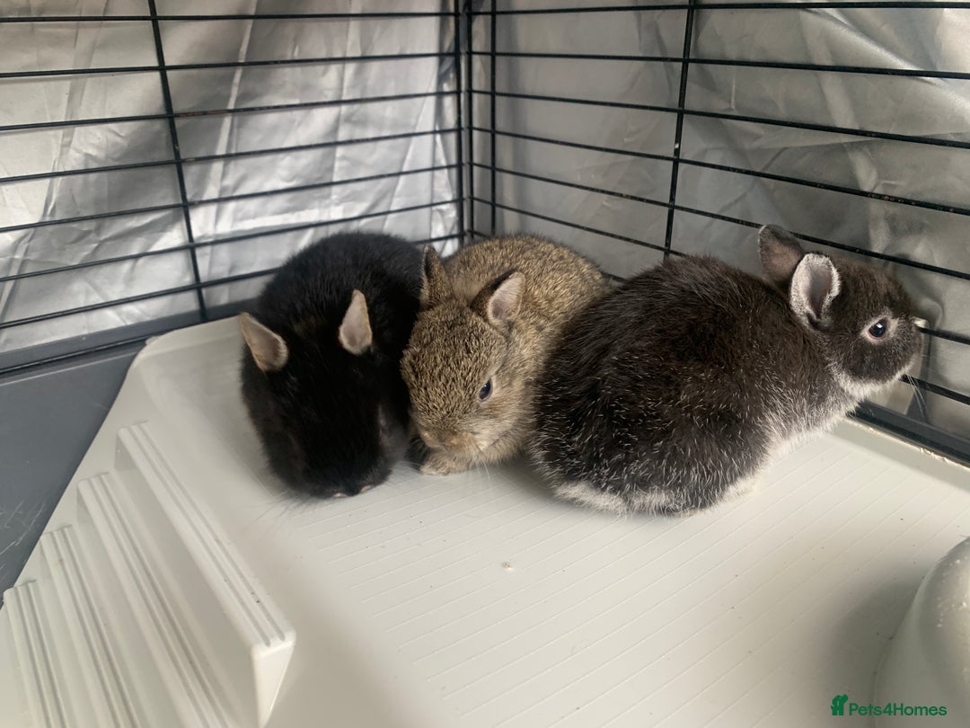 Netherland Dwarf rabbits for sale: Gorgeous Netherland Dwarf Rabbits - 3 left 🐰 - Image 3