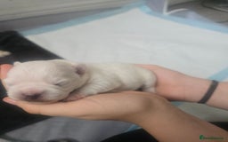 Mixed Breed dogs for sale: pug/bischion frise - Image 7