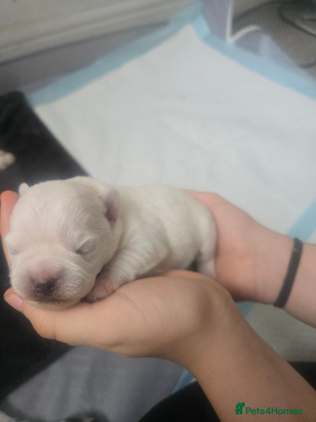 Mixed Breed dogs for sale: pug/bischion frise - Image 7