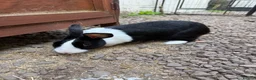 Dutch rabbits for sale: Black and white rabbit  in Lockerbie - Advert 1