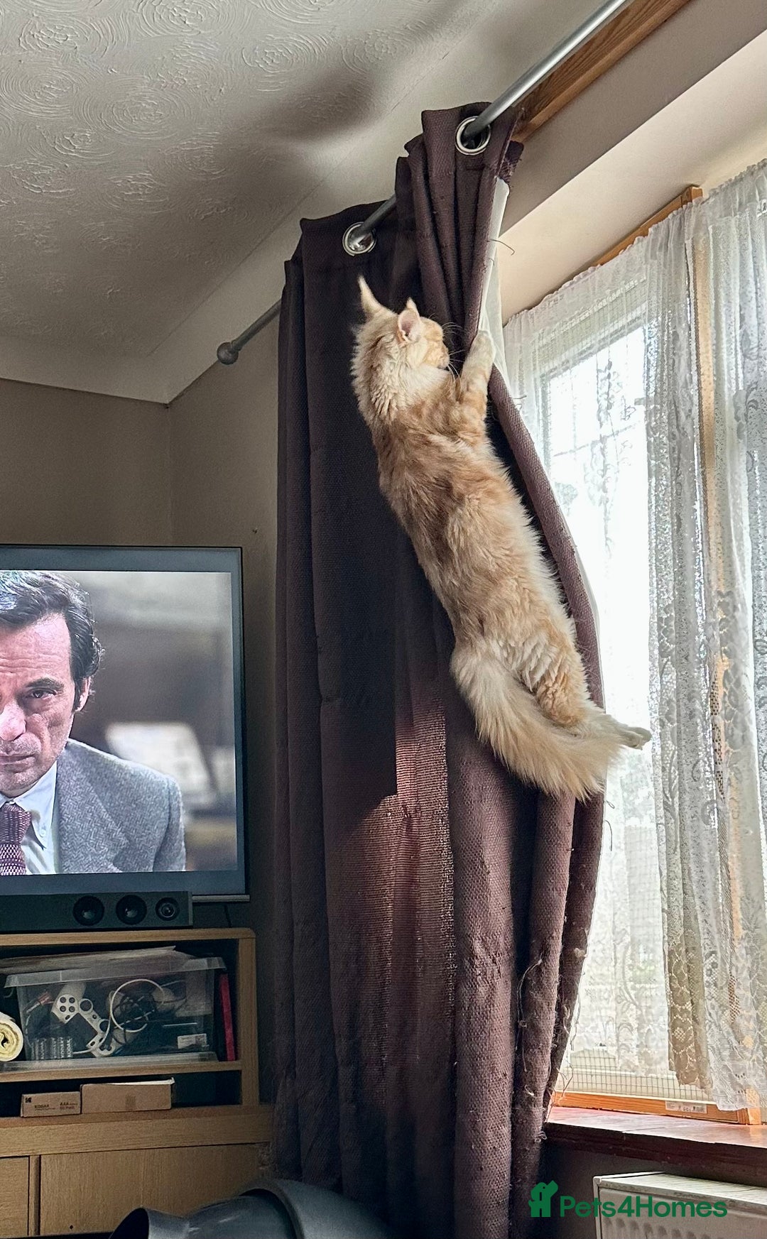 Maine Coon cats for sale: READY NOW! PEDIGREE MAINE COON GIRL  - Advert 11