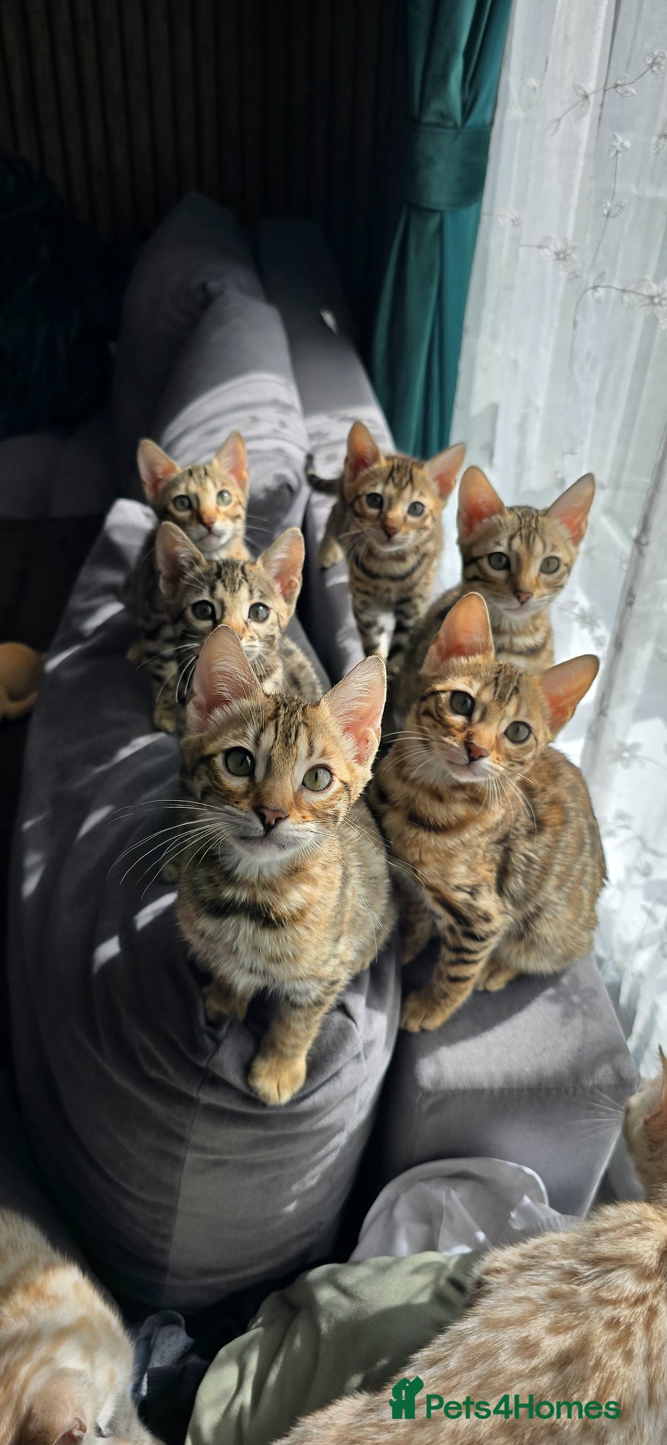 Bengal cats Ready NOW 2 girls and 2 ready from middle May - Advert 12