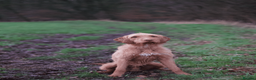 Hungarian Vizsla dogs for sale: KC Registered Hungarian Wirehaired Vizsla Puppies  in Wigan - Advert 12
