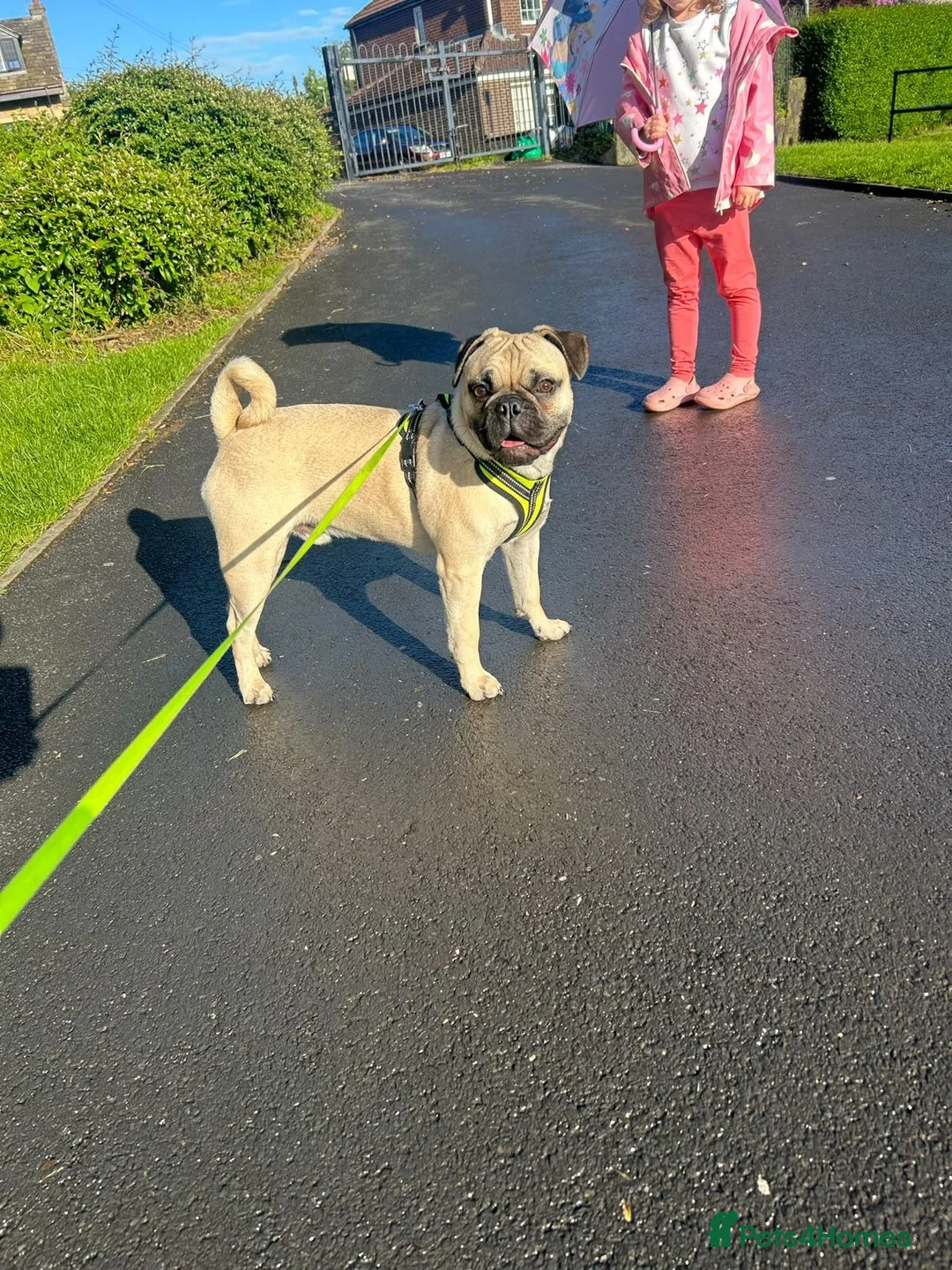 Frug dogs for sale: 3 year old frug needs a loving new home  in Rochdale - Advert 2