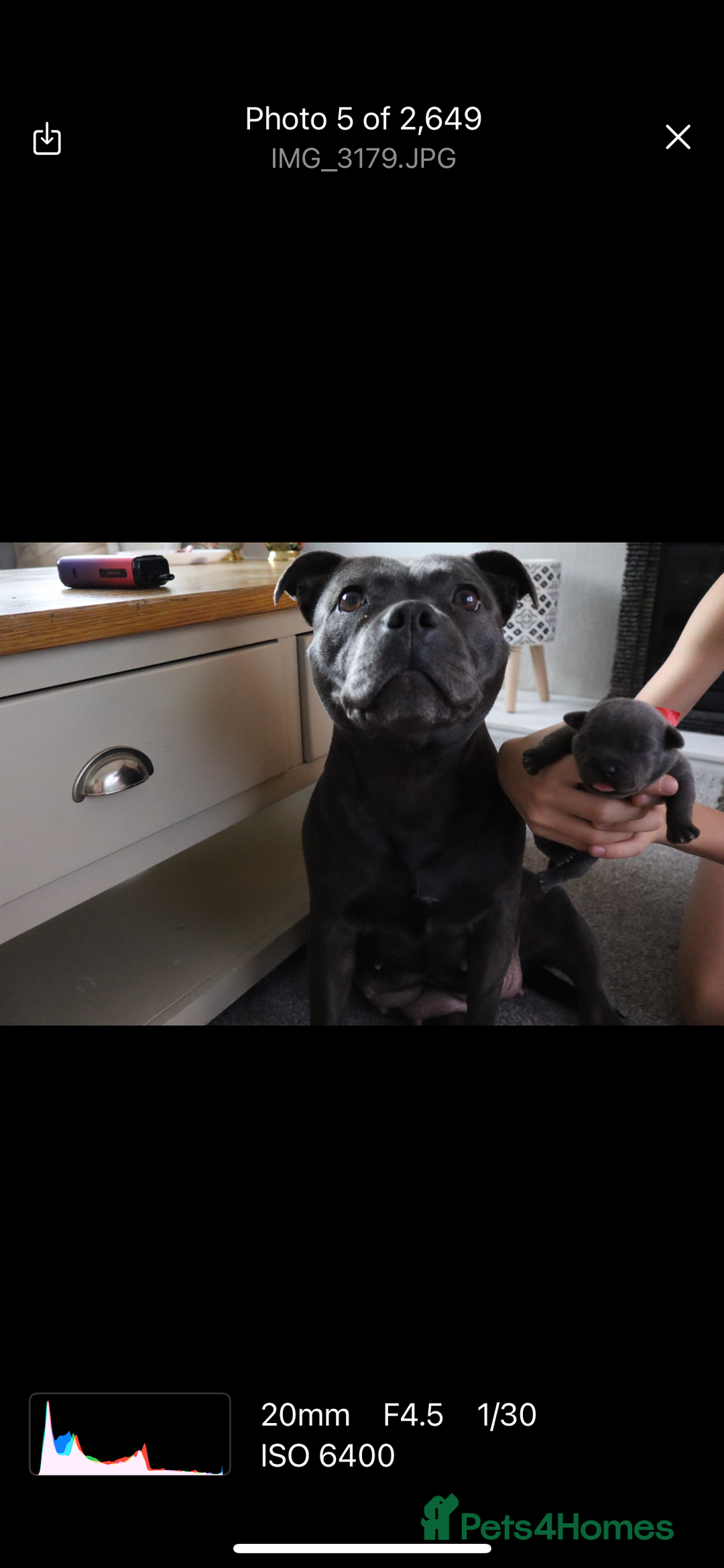 Staffordshire Bull Terrier dogs for sale: 6 blue Staffordshire bullterrier puppies for sale  - Advert 26